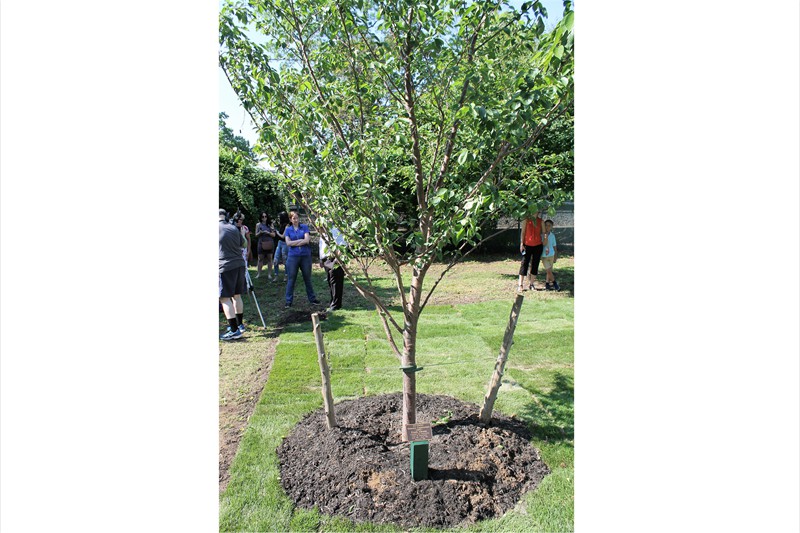 Abrams Tree 2 052618
